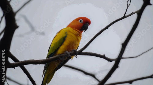 Colorful sun conure perched on a tree branch, set against a clean white background photo