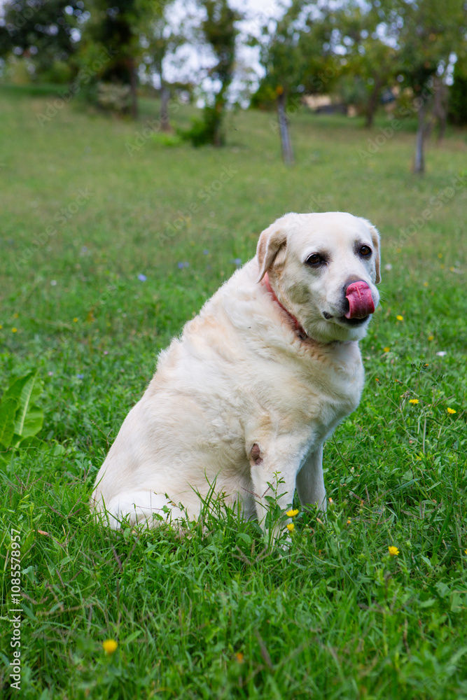 Adorable Labrador dog in an open field, surrounded by nature, embodying joy, companionship, and serenity Adorable Labrador dog in an open field, surrounded by nature, embodying joy, companionship, and serenity