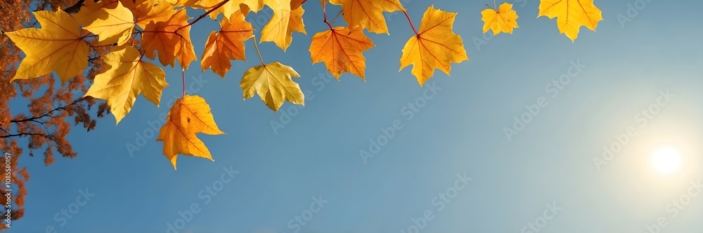 Autumnal Thanksgiving panoramic background with copy space, sun, photo of yellow maple leaves and blue sky in fall. Autumnal Thanksgiving panoramic background with copy space, sun, photo of yellow maple leaves and blue sky in fall.