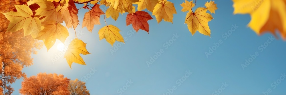Fototapeta premium Autumnal Thanksgiving panoramic background with copy space, sun, photo of yellow maple leaves and blue sky in fall.