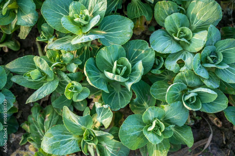 Green vegetables grown in the vegetable patch Green vegetables grown in the vegetable patch