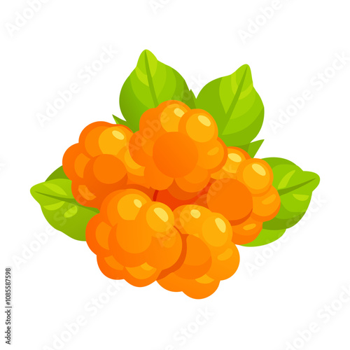 Cloudberry fruit vector illustration