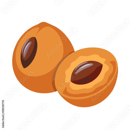 Loquat fruit vector illustration