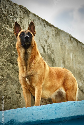 Watchdog in Kato Lefkara village in Cyprus photo