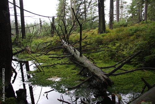 las, drzewa, rośliny, konary, lato, liście, pnie, suche drzewa, ochrona klimatu, torfowisko, natura, mokradła, aura, zasoby, powietrze, tlen, gałęzie, odpoczynek, spacer, łąka, bagna, mech, trawa