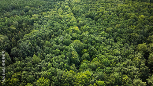 Green endless forest. Big rainforest in Poland photo