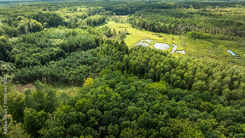 Big rainforest in Poland. Aerial view of endless green forest. Big rainforest in Poland. Aerial view of endless green forest.