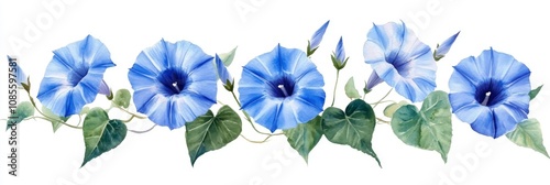 Watercolor Morning Glories on White Background Minimalist Floral Art