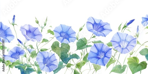 Watercolor Morning Glories on White Background Minimalist Floral Art