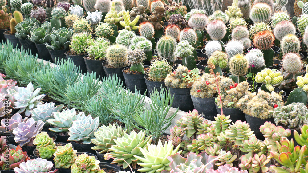 Various cactus or cacti with green, red, and purple colors are planted in black pots, accompanied by light green to light purple succulents in the front. Various cactus or cacti with green, red, and purple colors are planted in black pots, accompanied by light green to light purple succulents in the front.