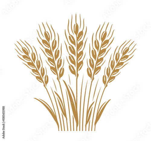 Sheaf of wheat ears. Vector drawing whole wheat stalks and grains for farm agriculture, baking and healthy eating