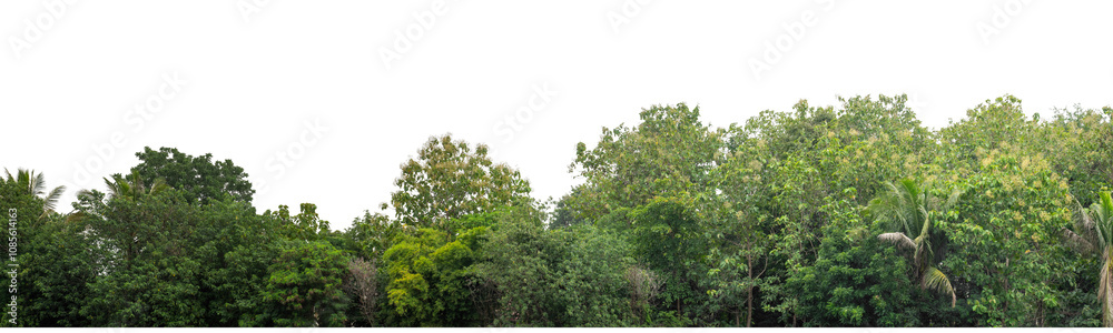 Green trees isolated are forest on transparent background.Forest and foliage in summer with cut path and alpha channel, high resolution. Green trees isolated are forest on transparent background.Forest and foliage in summer with cut path and alpha channel, high resolution.