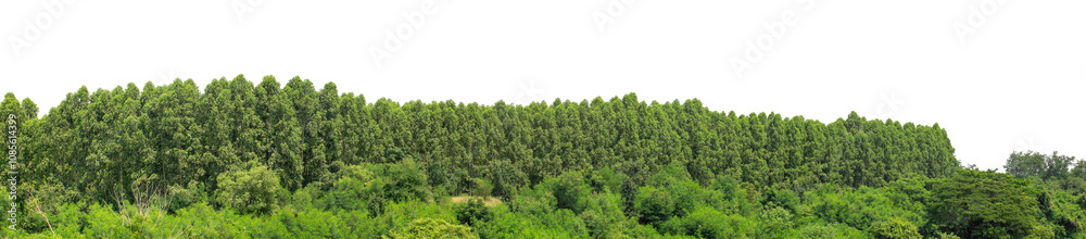 Green trees isolated are forest on transparent background.Forest and foliage in summer with cut path and alpha channel, high resolution. Green trees isolated are forest on transparent background.Forest and foliage in summer with cut path and alpha channel, high resolution.