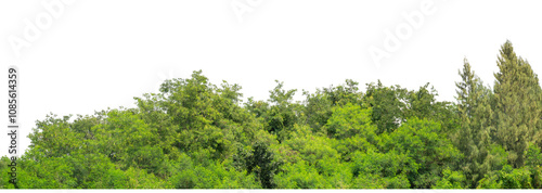 Green trees isolated are forest on transparent background.Forest and foliage in summer with cut path and alpha channel, high resolution.
