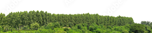 Green trees isolated are forest on transparent background.Forest and foliage in summer with cut path and alpha channel, high resolution.