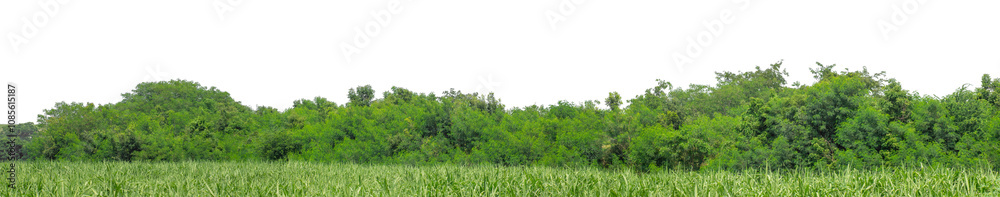 Green trees isolated are forest on transparent background.Forest and foliage in summer with cut path and alpha channel, high resolution. Green trees isolated are forest on transparent background.Forest and foliage in summer with cut path and alpha channel, high resolution.
