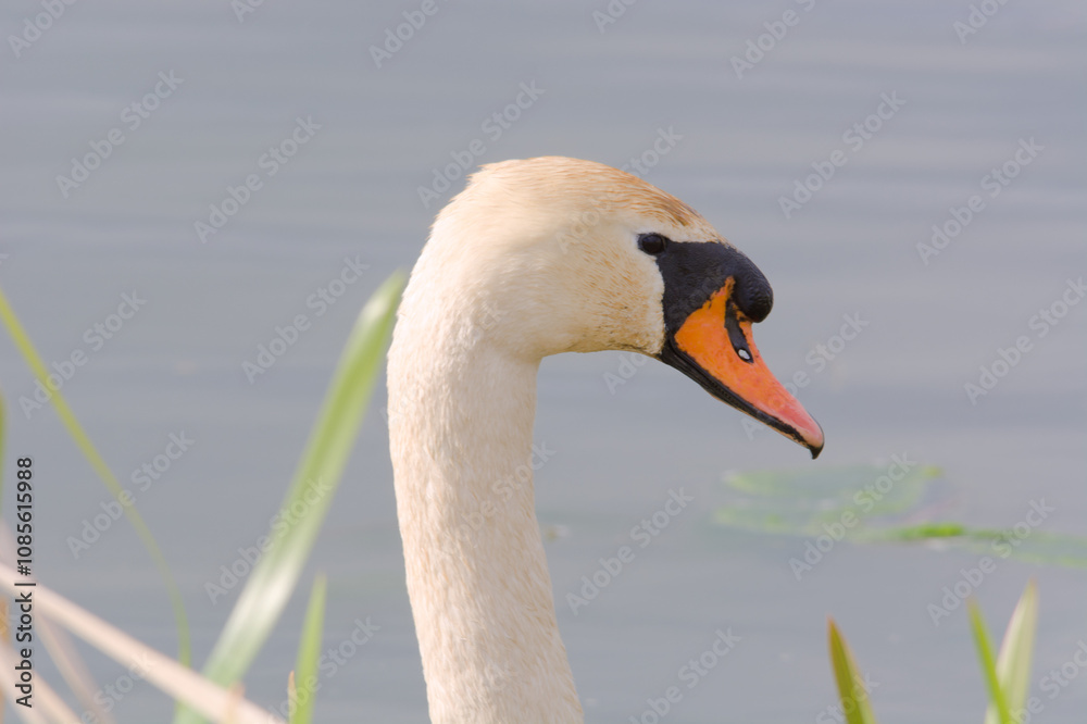 swan on the water swan on the water