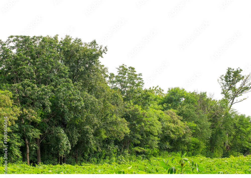 Fototapeta premium Green trees isolated are forest on transparent background.Forest and foliage in summer with cut path and alpha channel, high resolution.