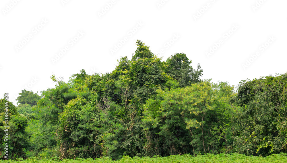 Obraz premium Green trees isolated are forest on transparent background.Forest and foliage in summer with cut path and alpha channel, high resolution.