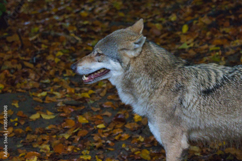 Wolf - Seele des Rudels