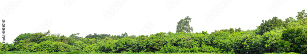 Green trees isolated are forest on transparent background.Forest and foliage in summer with cut path and alpha channel, high resolution. Green trees isolated are forest on transparent background.Forest and foliage in summer with cut path and alpha channel, high resolution.