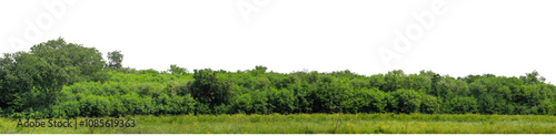 Green trees isolated are forest on transparent background.Forest and foliage in summer with cut path and alpha channel, high resolution.