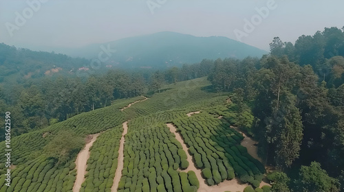 Aerial View Tea Plantation Landscape Photo