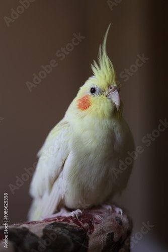 Parrot corella at home. Close-up portrait.