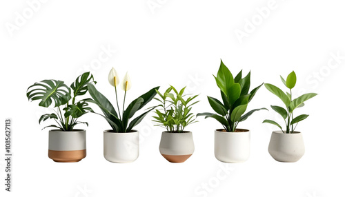 Variety Of Potted Houseplants Displayed Against A Black Background