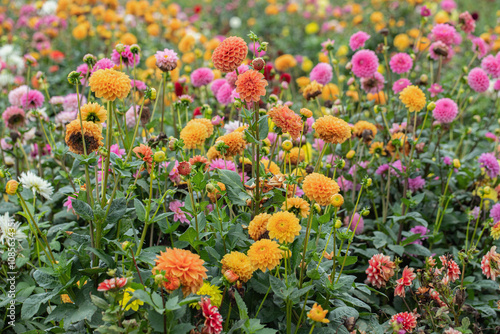 Mix of dahlia flowers in rainbow colors in a field for cut flowers.