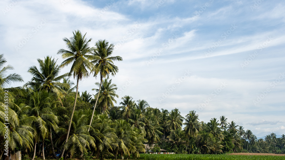 Tropical landscape with lush coconut trees, clear blue sky, and a serene rural atmosphere, perfect for nature, tourism, or tropical agriculture themes. Tropical landscape with lush coconut trees, clear blue sky, and a serene rural atmosphere, perfect for nature, tourism, or tropical agriculture themes.