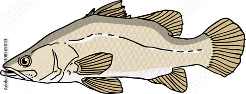 hand drawn vector illustration of Nile Perch fish isolated on white background.