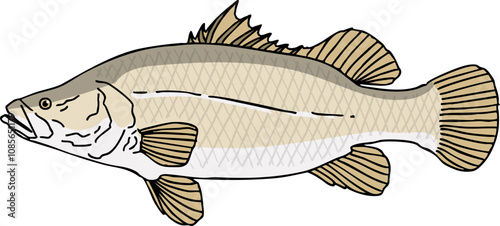 hand drawn vector illustration of Nile Perch fish isolated on white background.