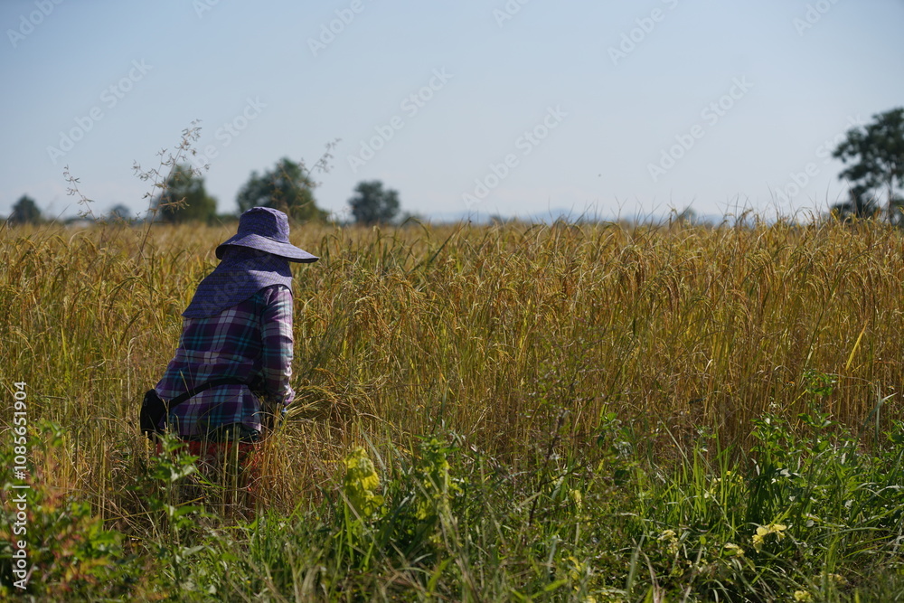 Thai farmers harvest rice using traditional methods. Mountain view in the background
