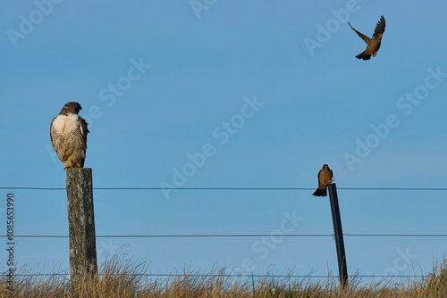 Variable Hawk (Buteo polyosoma) perched on a fence post on Bleaker Island in the Falkland Islands photo