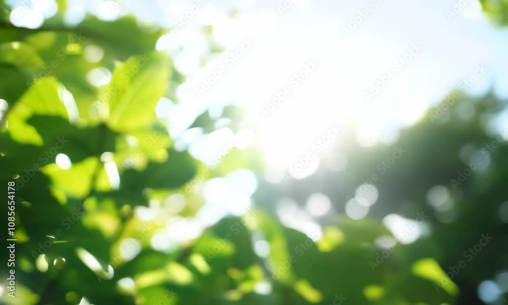 abstract nature fresh green leaf bokeh under the tree background abstract nature fresh green leaf bokeh under the tree background