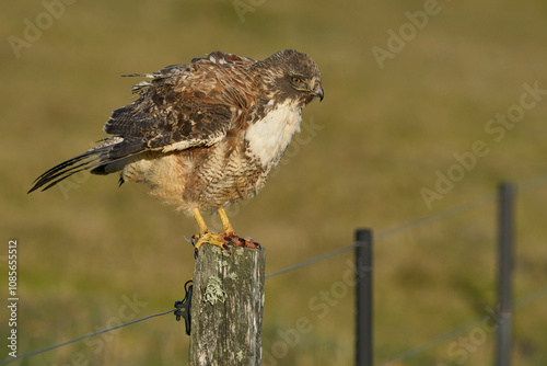 Variable Hawk (Buteo polyosoma) perched on a fence post on Bleaker Island in the Falkland Islands photo