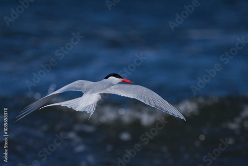 South American Tern (Sterna hirundinacea) feeding on the coast of Bleaker Island in the Falkland Islands photo