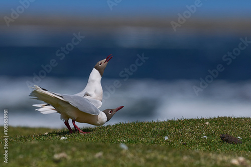 Brown-hooded Gull (Chroicocephalus maculipennis) in breeding plumage on Bleaker Island in the Falkland Islands  