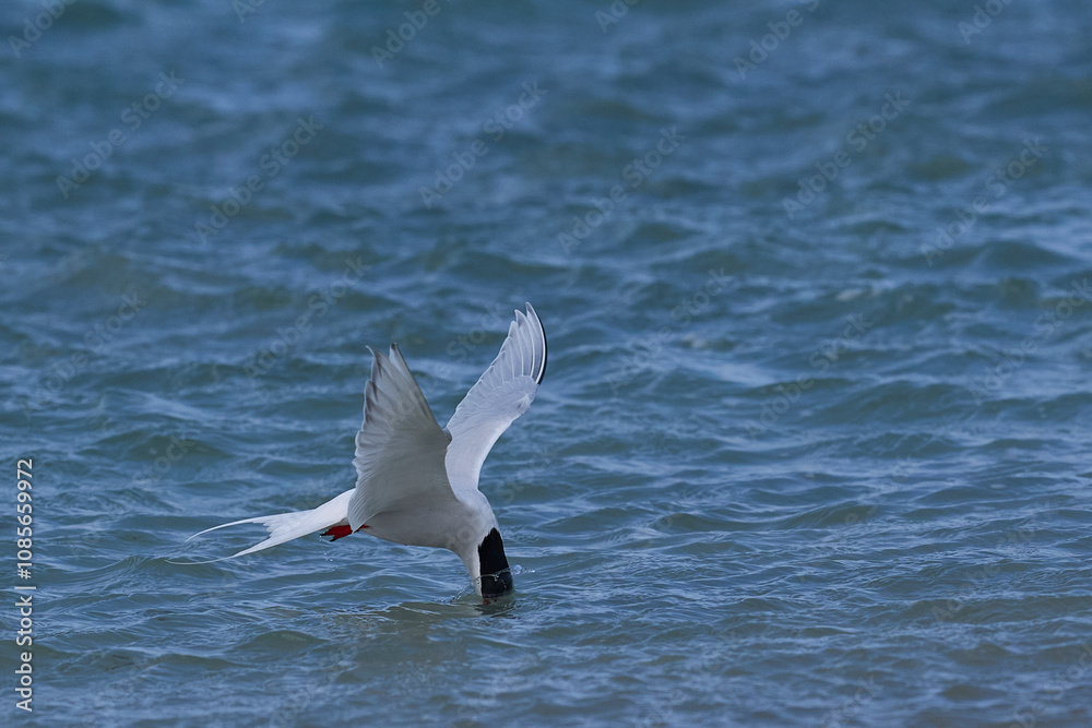 South American Tern (Sterna hirundinacea) feeding on the coast of Bleaker Island in the Falkland Islands South American Tern (Sterna hirundinacea) feeding on the coast of Bleaker Island in the Falkland Islands