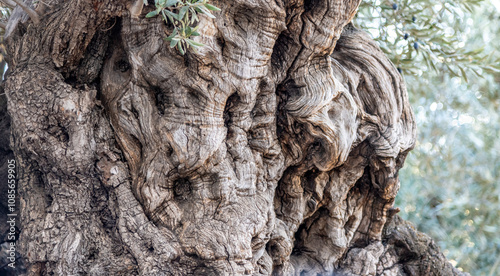 Close-up of the trunk of an ancient olive tree in the Garden of Gethsemane in Jerusalem