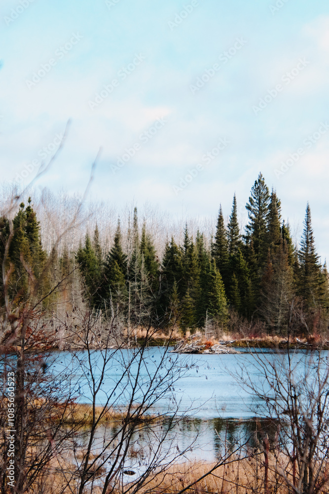 Obraz premium Beaver lodge on pond in autumn
