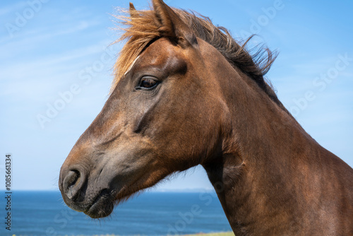 Horse Potrait with Sea and Blue Sky as Background
