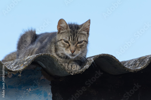 Fierce Tabby Cat on Rooftop photo