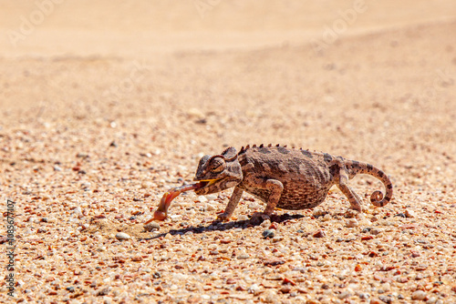 Namaqua Chameleon stretches out sticky tongue to get a worm photo