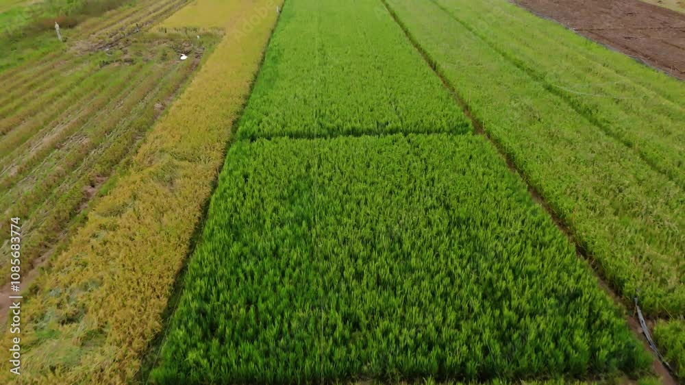 Drone flying through green rice field Drone flying through green rice field