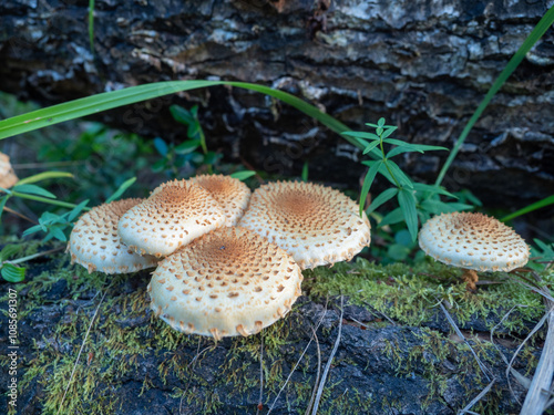 Mushrooms with light caps and brown spots in a Karelian forest, northwest of Russia photo