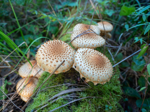 Mushrooms with light caps and brown spots in a Karelian forest, northwest of Russia photo