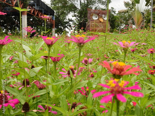 Sunny summer day.In a flower bed in a large number various zinnias grow and blossom. photo