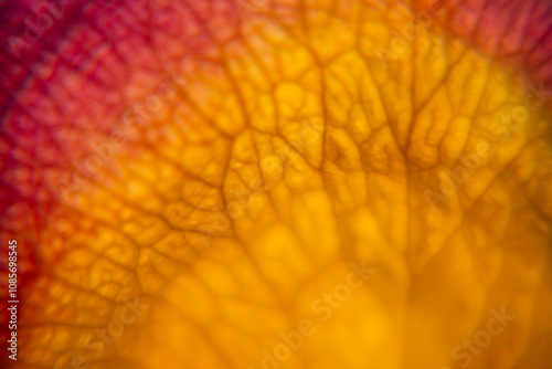 Close-Up of Rose Petal Texture in Vibrant Yellow, Pink, and Red Hues